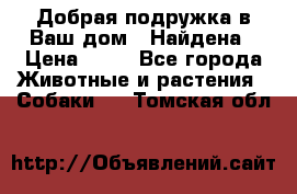 Добрая подружка,в Ваш дом!!!Найдена › Цена ­ 10 - Все города Животные и растения » Собаки   . Томская обл.